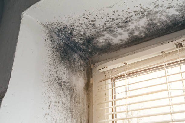 Affordable Attic Mold Remediation solutions in Fort Pierce North, FL