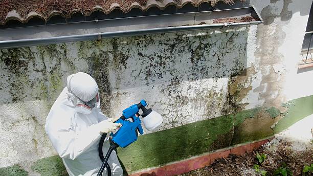 Top rated local Attic Mold Remediation specialists in Fort Pierce North, FL